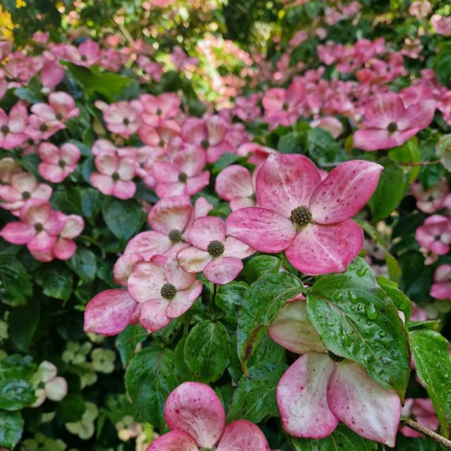 Our Cornus kousa commonly known as flowering dogwood are looking lovely at the moment.

Showing an abundance of flower like bracts, these beauties are putting on quite a display. Look out for them as you explore the gardens.

Our collection includes cornus kousa 'Miss Satomi' which has gorgeous pink bracts.

Book your visit through the link in our bio.

#RHSPartnerGarden #Cornus #floweringdogwood #TheNewForest #HampshireGardens