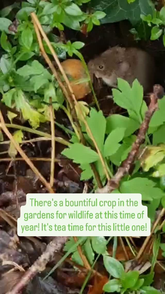 This little soul was hidden away in the undergrowth enjoying a tasty treat!

You never know what you might see on a quiet stroll around the gardens!

#autumn #wildlife #furzeygardens #mousetales #thenewforest