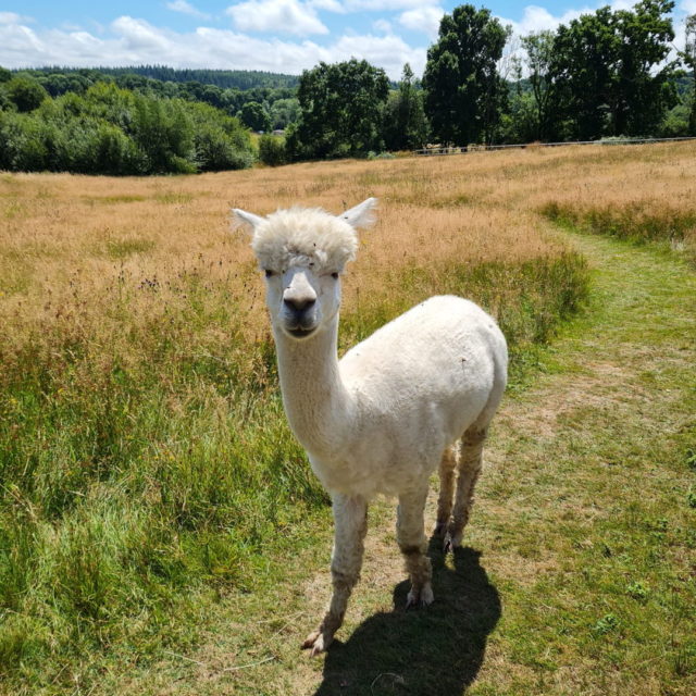 If you are down in Typhoon Meadow this winter you'll notice that its usual residents aren't there to greet you.

The three alpacas that you will have seen this year have made their way back to their home at Petlake Alpacas for the winter. 

We hope they will enjoy being with a larger herd and we hope they winter well! 

We'll keep you updated in the New Year if there is any further news to share.