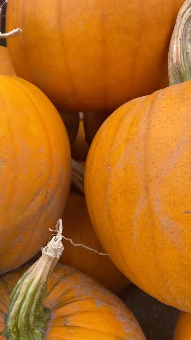 Something playful is coming to Furzey Gardens this autumn half term! 
 
Last week, we made an exciting trip to Sopley Farm’s Pick Your Own pumpkin patch to gather some fantastic pumpkins, generously donated to us. Such a wonderful place - perfect to get you into the autumnal spirit. 
 
Now we are working away producing something special for you all this half term. Keep an eye out for more details next week...